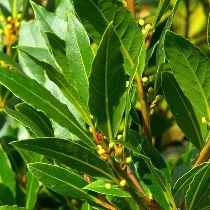 Sweet Bay Laurel Herb Plant 8-10" Tall Laurus Nobilis Evergreen Cooking Leaves