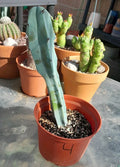 Myrtillocactus Geometrizans Blue Candle Plant - Rooted Giant 10-12" #4, Unique Color, Desert Cactus, Indoor Succulent