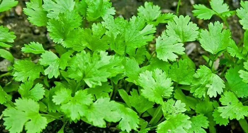 Cilantro Coriander Seeds 100+ Pack, Mexican Herb for Cooking, Culinary Use, Health Benefits, Coriandrum sativum