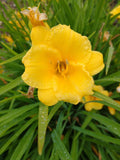 Daylily Lot of 2 Perennial Live Plants - Stella de Oro - Bare Root Outdoor Starter - Hemerocallis 'Stella de Oro'