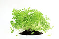 Chia Seeds for Planting - Organic Chia Microgreens (Salvia hispanica) - 1 lb Bulk Pack