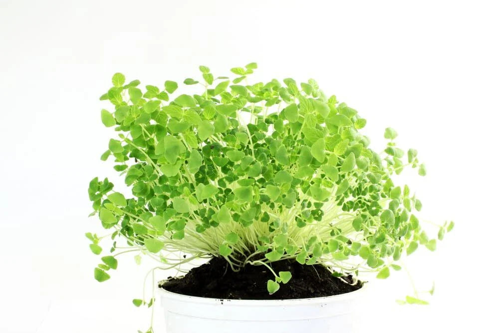 Chia Seeds for Planting - Organic Chia Microgreens (Salvia hispanica) - 1 lb Bulk Pack