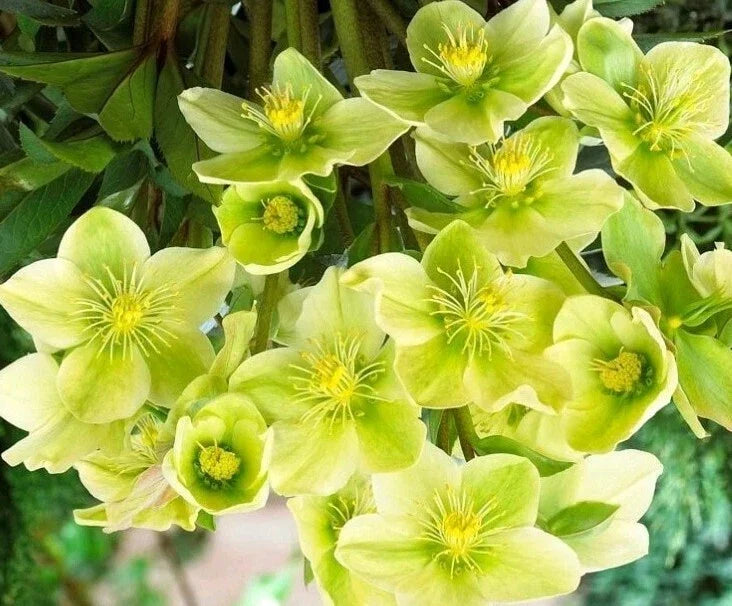 Hellebore Live Plant with Roots, Snow Love Winter Magic, Perennial Flower for Garden, Helleborus niger