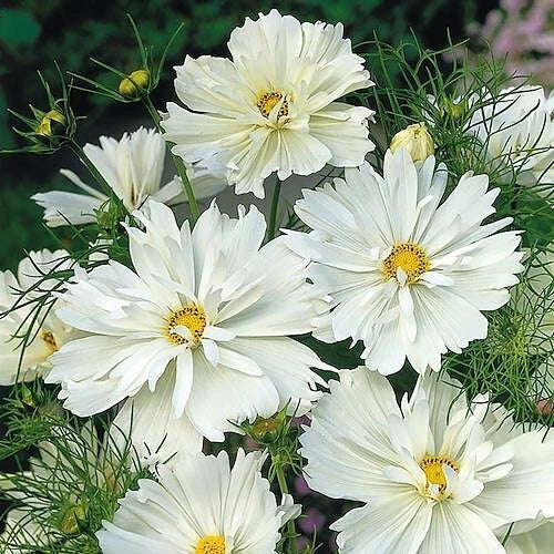 Psyche White Cosmos Seeds - 200+ Pack for Garden Planting - Cosmos bipinnatus - USA Grown