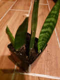 Potted Live Snake Plant 2" Pot Sansevieria Easy Care Low Light Mother-In-Law's Tongue