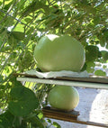 Giant Bushel Gourd Seeds - 5 Pack - 100 lbs Fruit for Basket Arts & Crafts - Lagenaria siceraria - USA