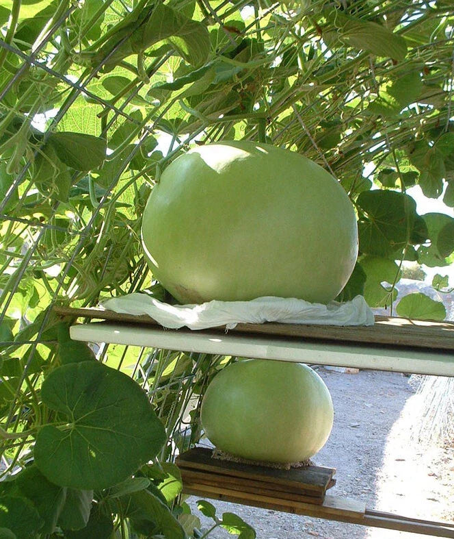 Giant Bushel Gourd Seeds - 5 Pack - 100 lbs Fruit for Basket Arts & Crafts - Lagenaria siceraria - USA