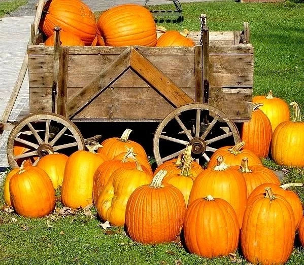 Large Jack O Lantern Pumpkin Seeds - Heirloom Carving Pumpkin - 25-40 lbs - Cucurbita pepo
