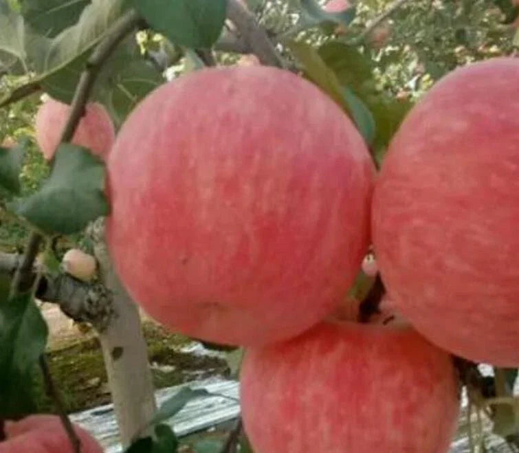 Red Fuji Apple Seeds - 33+ Crisp Sweet Juicy Seeds - Malus domestica