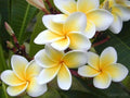 Rooted Plumeria Plant - Celadine Variety - Tropical Flowering Plant (Plumeria spp.)