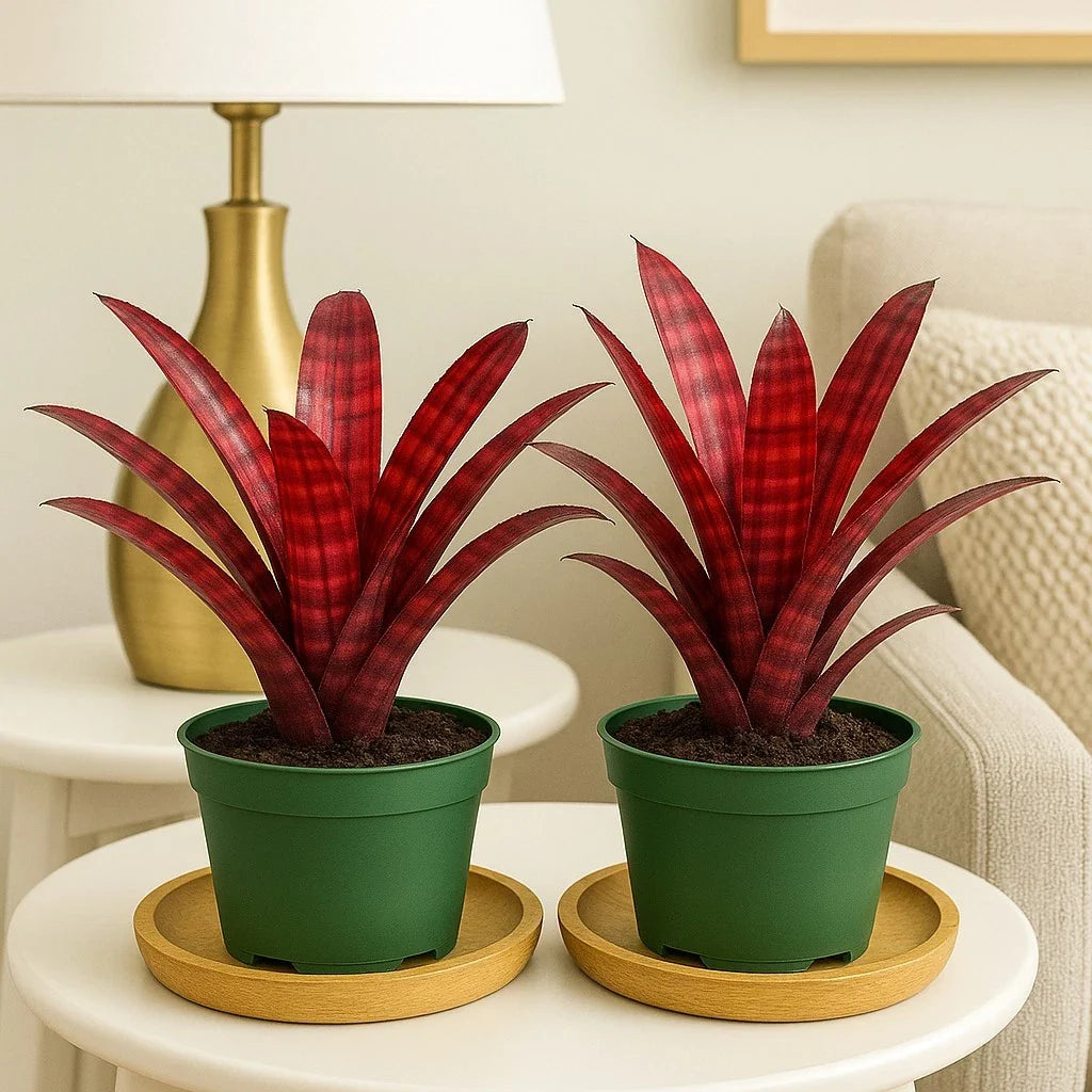 Hamber Eyes Bromeliad 2 Pack Rare Tropical Plants in 4" Pot - Unique Houseplant for Indoor Decor, Free Shipping