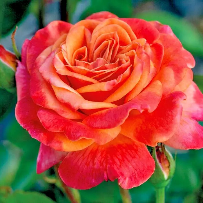 Rose Bush 1-2 Ft Orange Yellow 'Arizona' AARS 1975 Winner - Rosa spp.
