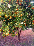 Dwarf Mandarin Orange Tree Seeds - Organic Citrus reticulata - 10 Seeds for Home Gardening, Edible Fruit Plant