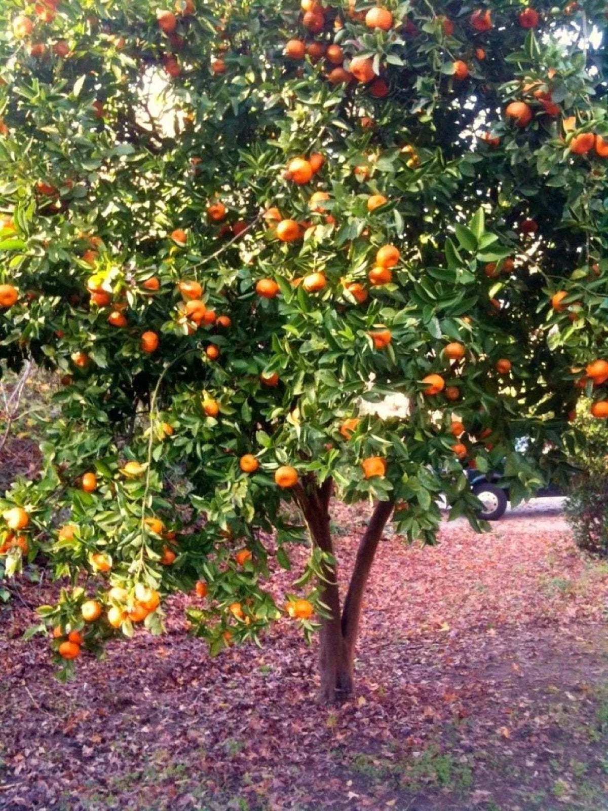 Dwarf Mandarin Orange Tree Seeds - Organic Citrus reticulata - 10 Seeds for Home Gardening, Edible Fruit Plant