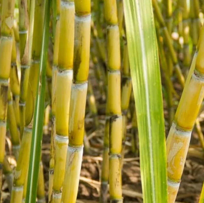 Green Sugarcane Plant Cuttings 12" Long, 2–3 Nodes Each, Saccharum Officinarum - Perfect for Planting or Propagation