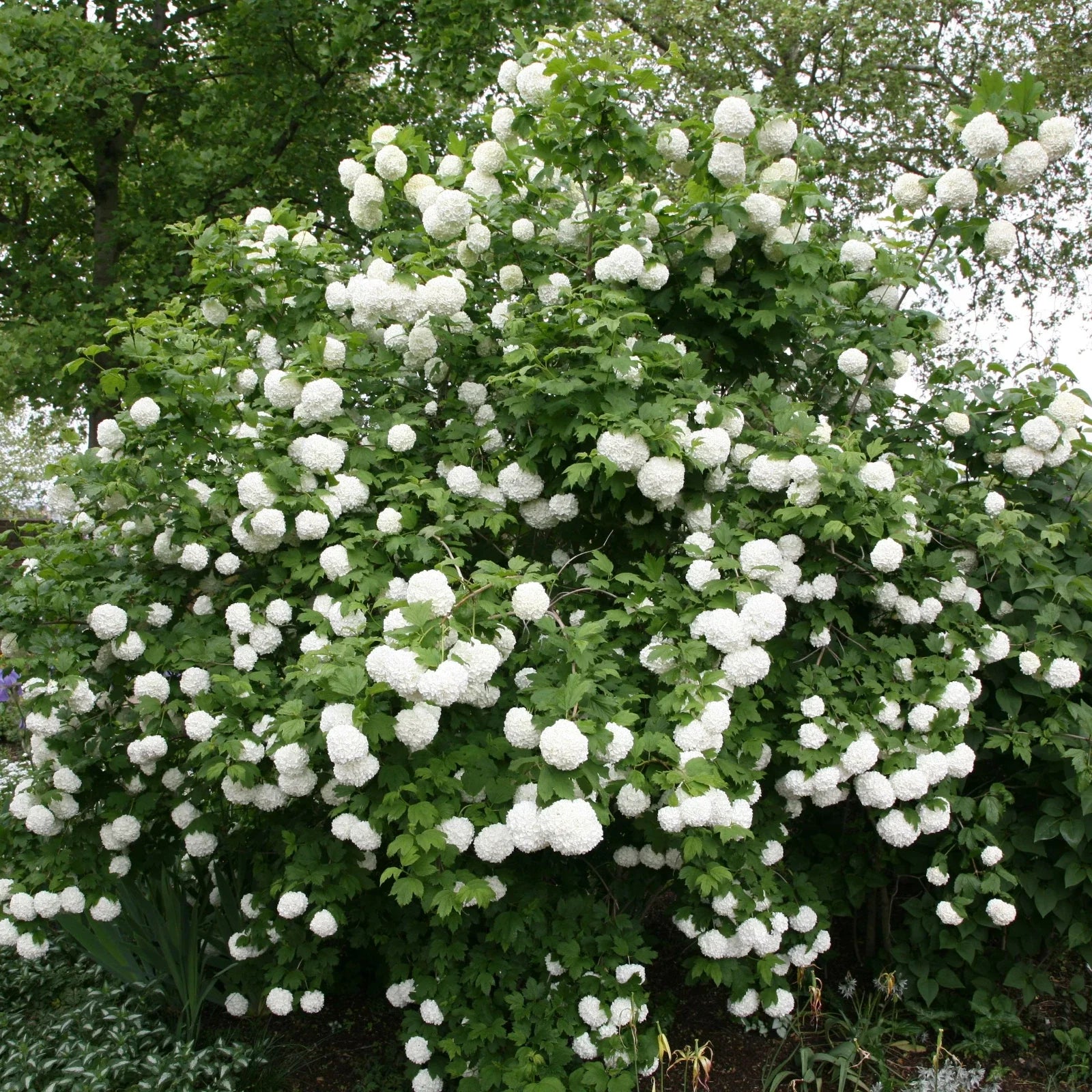 Viburnum opulus Roseum Cuttings | 5 Rooted Plugs | High-Quality Flowering Shrubs