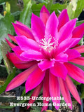 Epiphyllum Orchid Cactus Plant "Unforgettable" in 4" Starter Pot - Tropical Succulent for Indoor Gardening