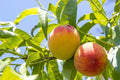 Peach Tree Seeds - Organic Peach Varieties - Grow Delicious Peaches - Prunus persica - Made in USA, Ships from Iowa