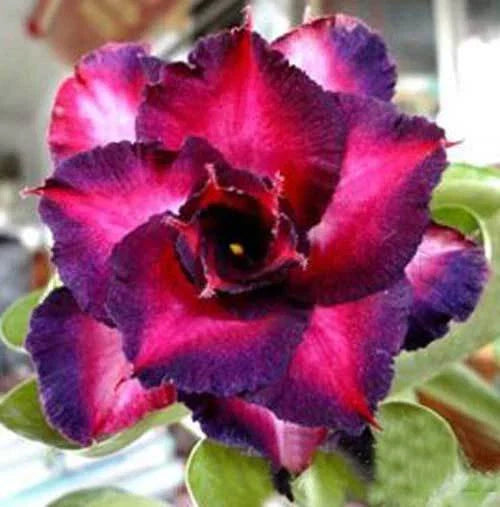 Dark Purple Pink Desert Rose Seeds - Adenium Flower Perennial - 4 Count