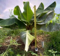 Musa Dwarf Cavendish Live Banana Tree - Small Rooted Starter Plant - Ships in Pot - Healthy Well Rooted Plant