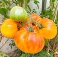 Hawaiian Pineapple Beefsteak Tomato Seeds - Heirloom, Indeterminate, Non-GMO, 30 Seeds - Perfect for USA Gardens