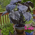 Black Coral Colocasia Plant - Large 1 Gallon Elephant Ear - Unique Foliage - Colocasia esculenta