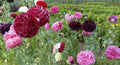Poppy Seeds - 500 Organic Mixed Colors Breadseed Double Blooms - Papaver somniferum