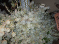 Graptopetalum Paraguayense Ghost Plant Cuttings - 25 Healthy Succulent Cuttings for Propagation and Gardening