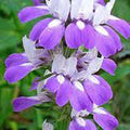 Chinese Houses Seeds - 25+ Unique Delicate Flower Seeds - Beautiful Blooms - Collinsia heterophylla