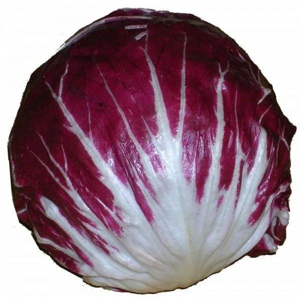 Radicchio Seeds 100 Count Rouge de Verona Organic Vegetable Seeds for Italian Cuisine