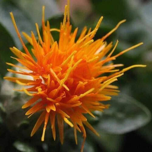 Safflower Seeds 300 Count Yellow Orange Flower Carthamus Tinctorius Organic Gardening