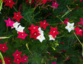 Cypress Vines Seeds - 50+ Seeds - Flowering Hummingbird Vine - Ipomoea quamoclit