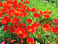 500+ Red Chief California Poppy Flower Seeds for Native Wildflower Garden, Eschscholzia californica