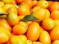 Nagami Kumquat Seeds - 12 Pack - Citrus Japonica - Fresh, Non-GMO, USA Seller - 2024 Crop