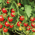 Sweetie Tomato Seeds 100 Ct - Heirloom Cherry Tomato Vegetable Seeds - Indeterminate Variety (Solanum lycopersicum)
