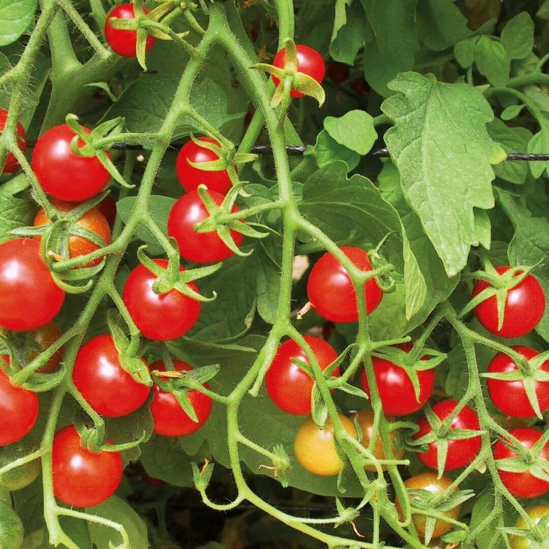 Sweetie Tomato Seeds 100 Ct - Heirloom Cherry Tomato Vegetable Seeds - Indeterminate Variety (Solanum lycopersicum)