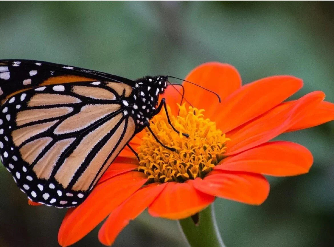 Mexican Torch Sunflower Seeds - 25 Orange Bloom Seeds - Tithonia rotundifolia - Fresh from TX USA
