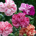 Double Picotee Mix Carnation Seeds | Non-GMO Flower Seeds | Dianthus caryophyllus | 1251