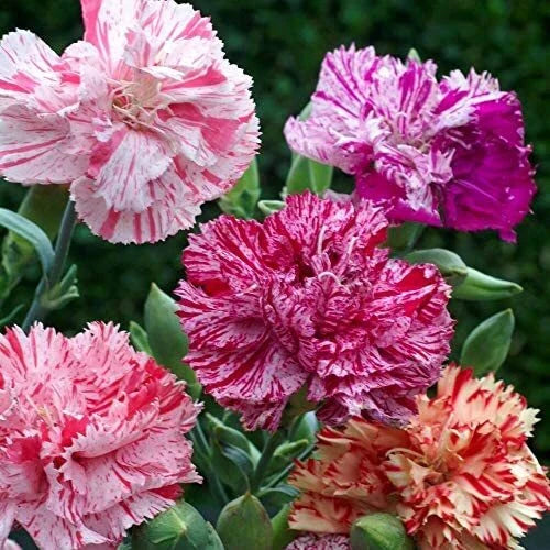Double Picotee Mix Carnation Seeds | Non-GMO Flower Seeds | Dianthus caryophyllus | 1251