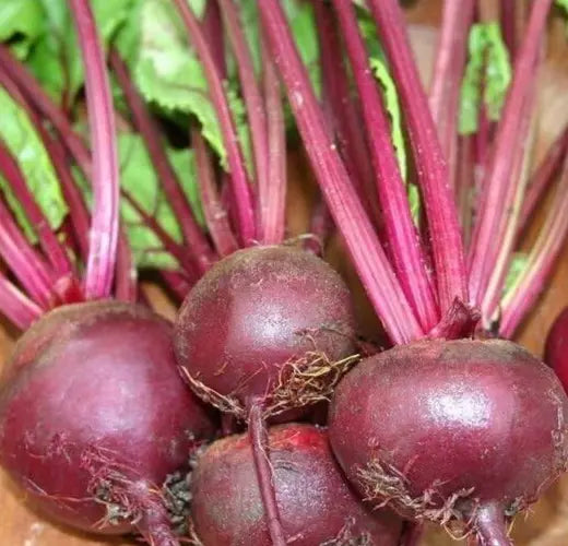 Ruby Queen Beet Seeds 100+ Count | Root Vegetable Garden Beets | Beta vulgaris | Survival Gardening Supplies
