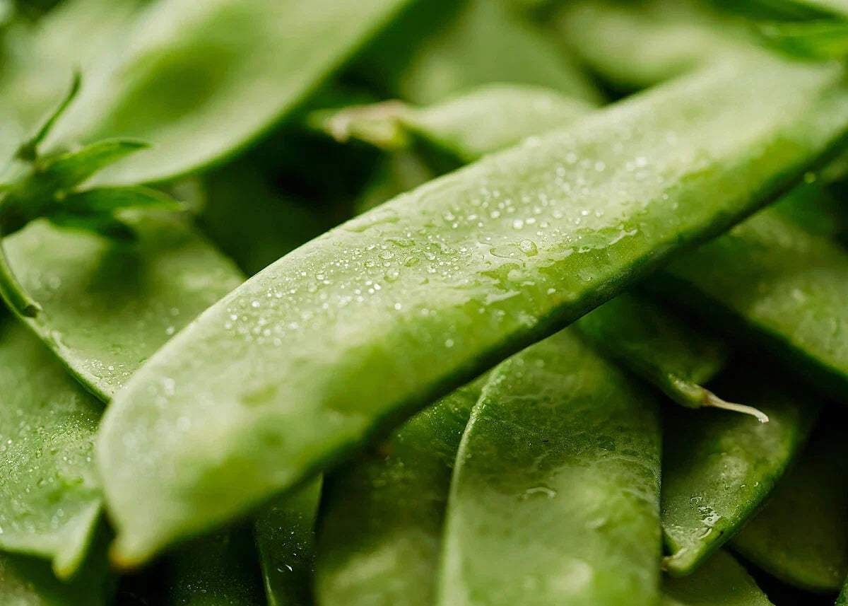 Mammoth Melting Sugar Snow Pea Seeds - NON-GMO Heirloom - Garden Vegetable Seeds - Pisum sativum