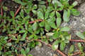 Live Purslane Bare Root Plants - Portulaca Sativa - Omega 3 Rich Vegetable - 马齿苋