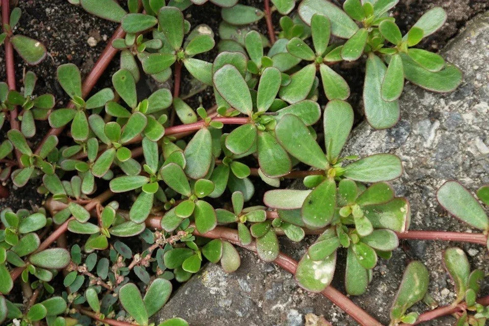 Live Purslane Bare Root Plants - Portulaca Sativa - Omega 3 Rich Vegetable - 马齿苋