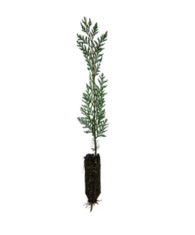 Eastern Red Cedar Seedlings 12-18” Bare Root Organic Trees (Juniperus virginiana) - Free Shipping