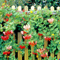 Twin-berry Honeysuckle Seeds - 50+ Medicinal Red Flower Vine Shrub - Lonicera involucrata