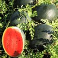 Watermelon Seeds | Sweet Red Crimson Beauty | Black Diamond Variety | 2025 Seed