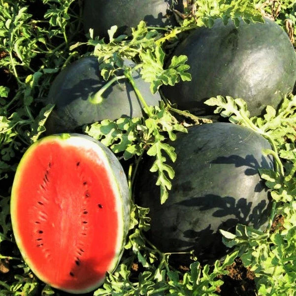 Watermelon Seeds | Sweet Red Crimson Beauty | Black Diamond Variety | 2025 Seed