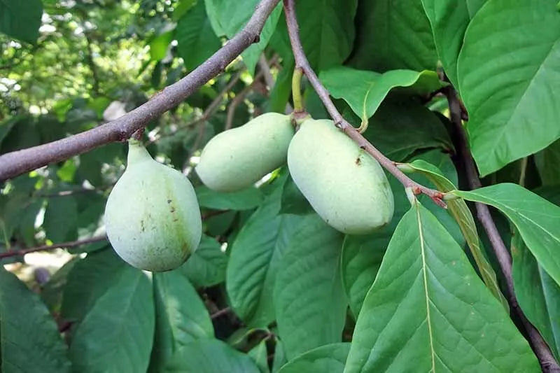 Paw Paw Tree Seeds 6 Pack - Asimina triloba - Organic Fruit Seeds for Planting