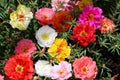 Moss Rose Seeds - 1000 Count - Portulaca Double Mix - GroCo*