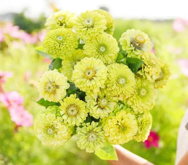 Zinnia Seeds for Planting - Green Envy Variety (100 Seeds) - Zinnia elegans